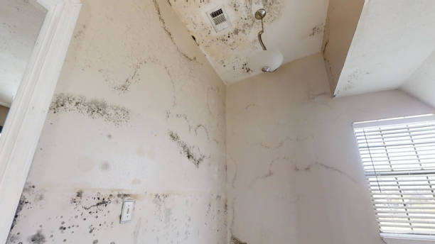 Best Crawl Space Mold Remediation  in Lo, HI