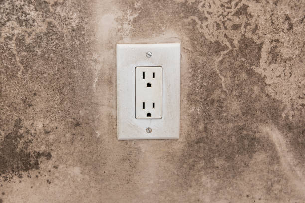 Best Attic Mold Removal  in Lo, HI