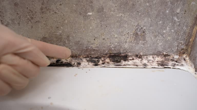 Lo, HI Mold Removal Pros