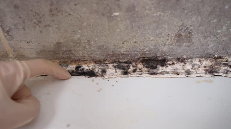 Best Residential Mold Inspection & Testing  in Lo, HI