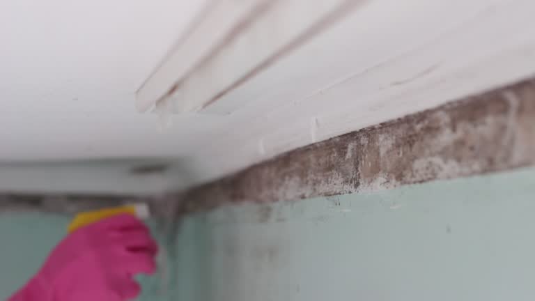 Best Forensic Mold Investigation  in Lo, HI